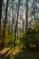 Fototapeta na wymiar autumn forest in the Early morning light filtering through trees, shadows