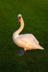 Beautiful white swan stands on the lush grass in the sunlight at sunset. Bird watching hobby © Olha