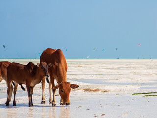 zanzibar