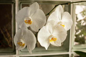 Home flowering orchid. Beautiful branch of white phalaenopsis in water drops close-up.