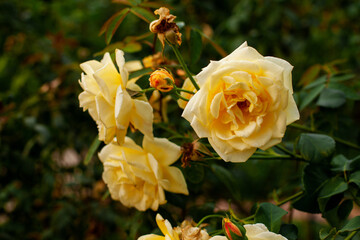 Beautiful yellow hybrid tea rose close-up. Cultivation plants on an eco flower farm or in the garden