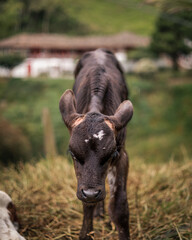 Deep in Colombia wilderness and soil. Very different to what I am use to in the Sates