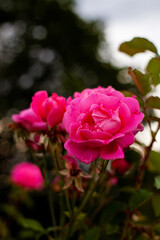 Beautiful magenta hybrid tea or floribunda rose close-up. Cultivation plants on an eco flower farm. Varietal roses cut for florists