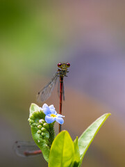 Large Red Damselfly on Water Forget-me-not