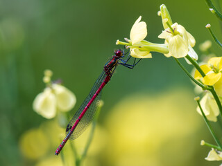 Large Red Damselfly Resting on a Yellow Flower