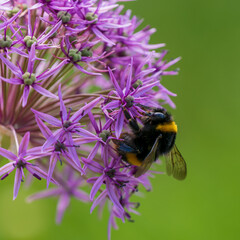 Bumblebee Feeding on an Allium