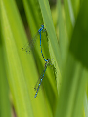 Azure Damselflies Mating on Flag Iris