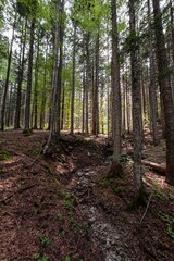 Natural landscape within the forest