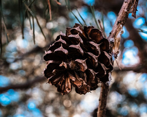 pine cones on a tree