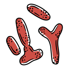 Bifidobacterium gram-positive anaerobic bacteria in the human intestinal microflora, vector illustration. Microbiota of the digestive tract.