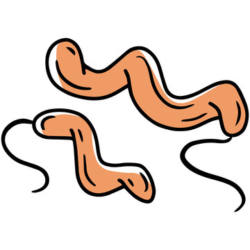 Campylobacter gram-negative curved bacteria in the human intestinal microflora, vector illustration. Microbiota of the digestive tract.