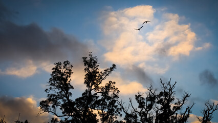 Color photo looking up at two Canadian geese flying into the sunset over partially bare trees silhouetted against a blue sky with white, orange and gray wispy clouds reflecting sunlight. Copy space.