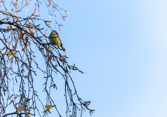 Eurasian Blue tit bird on Willow branch. New Spring catkin growth on tree. Blue sky background with copy space. Dublin, Ireland