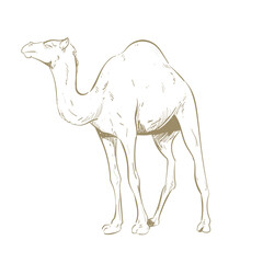 retro camel design