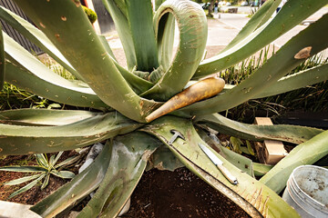 Agave farm in Mexico tequila prosuction process