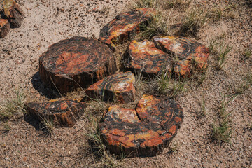 Petrified tree logs in Petrified Forest and Painted Desert National Park in Arizona