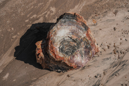Petrified tree logs in Petrified Forest and Painted Desert National Park in Arizona