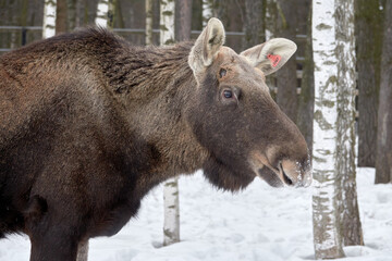 Moose in the reserve in winter.