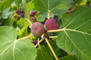 Fig, or fig tree, or common fig tree Ficus carica is a subtropical deciduous plant of the genus Ficus of the Mulberry family. Figs on a branch. Garden plants. Ripe green red fig in a garden or farm