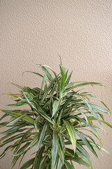 planta verde ornamental 