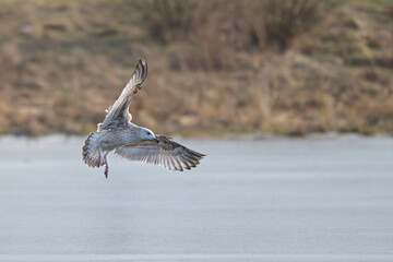 Seagull in flight over the river.