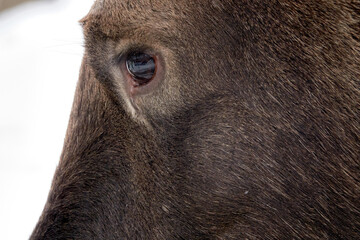 Moose in the reserve in winter. Moose eye. Closeup.
