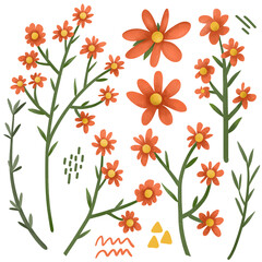 Collection of cute hand drawn orange flowers. Botanical set of floral elements for pattern design, greeting card decoration on transparent background