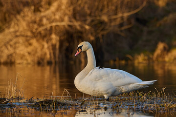 Beautiful swans on the background of the setting sun.