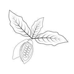 cocoa tree leaves, cocoa fruit vector isolate, cocoa fruit outline with leaves on white background, vector, illustration, plant silhouette, cocoa pods and cocoa beans - chocolate base