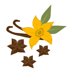 cinnamon flower isolate, cinnamon stars vector on white background, spice, spice, fragrant cinnamon sticks, aromatic plant, vanilla, vanilla flower, eco shop, herbs set