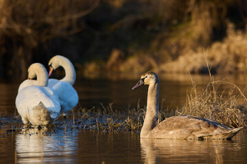 Beautiful swans on the background of the setting sun.