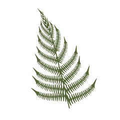 fern, fern leaf on white background, blooming fern isolate, tropical leaf, tropics flora, jungle green leaf, fern vector silhouette, fern leaf green isolated prints on white background.