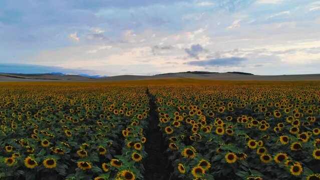 Aerial fly over sunflower agriculture field with blooming sunflowers. Summer landscape with big yellow farm field with sunflowers on background mountains. Cinematic Shooting