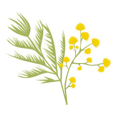 Mimosa branch, yellow flower on a white background, spring flower, mimosa isolate, March 8, women's day, symbol, mother's day, flowers for the holiday