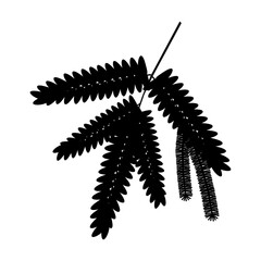 leaves and fruits, seeds, beans, parapiptadenia rigida, Argentina nativa plant black silhouette on white background, angico, cedro , do-banhado , dos-montes , verdadeiro , vermelho