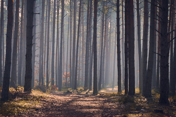 Dark, foggy forest. Forest in Poland.
