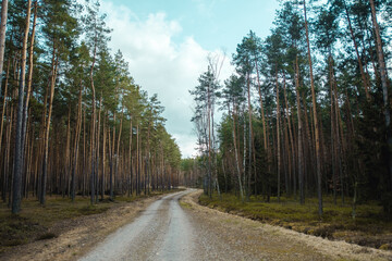 Fototapeta na wymiar Gravel twisty road in the middle of a forest. Cloudy sky.