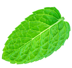 Fototapeta na wymiar Fresh green mint leaf isolated on white background, top view. Flat lay. Green Melissa, peppermint plant closeup..