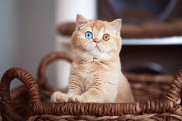 LUXUS Britisch Kurzhaar Odd und blue eyes Kitten Katzen kuscheln