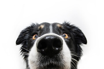 Funny close-up border collie dog face. Isolated on white background