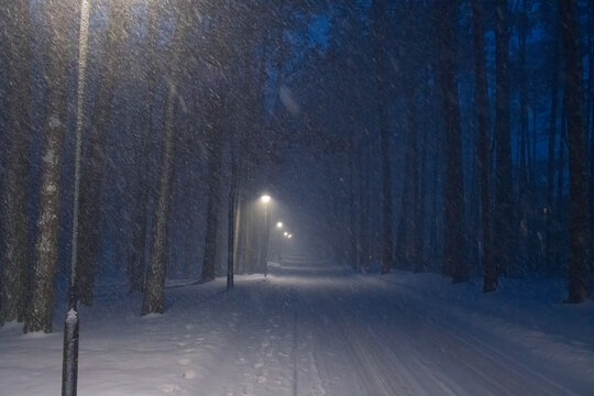 Cold winter in a forest with a blizzard