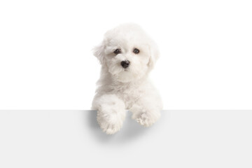 Cute little Bichon Frise dog standing behind a white panel