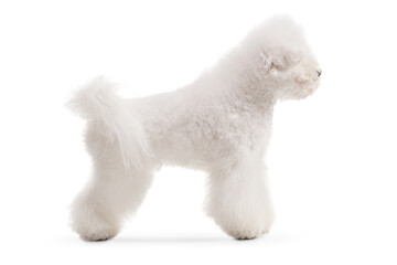 Full length side shot of a bichon frise dog