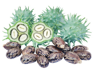Dry and green castor beans