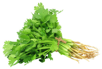 Fresh coriander leaves