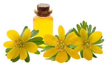 Eranthis hyemalis and medicinal extract