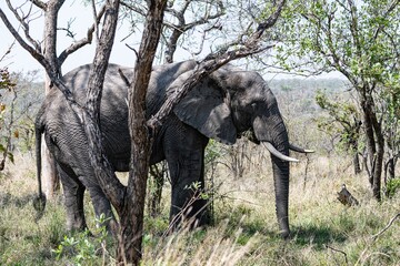 Fototapeta premium African Elephant (Loxodonta Africana) at Kruger National Park, South Africa