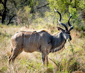 Male Greater Kudu (Tragelaphus Strepsiceros) in the Kruger National Park, South Africa