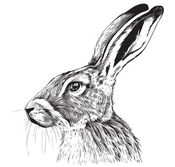 Portrait of a hare sketch hand drawn Vector illustrationwild animals © BigJoy