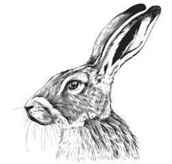 Foto op Aluminium Portrait of a hare sketch hand drawn Vector illustrationwild animals © BigJoy